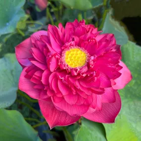 2024 New Lanceolate Red - Red Stamen Lotus (Bare Root)